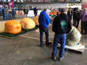 Dale Marshal and his Alaska State Fair 2nd Place Pumpkin sponsored by Southside Garden Supply of Anchorage and Wasilla, Alaska
