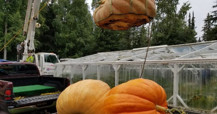 Alaska State Fair pumpkin sponsored by Southside Garden Supply